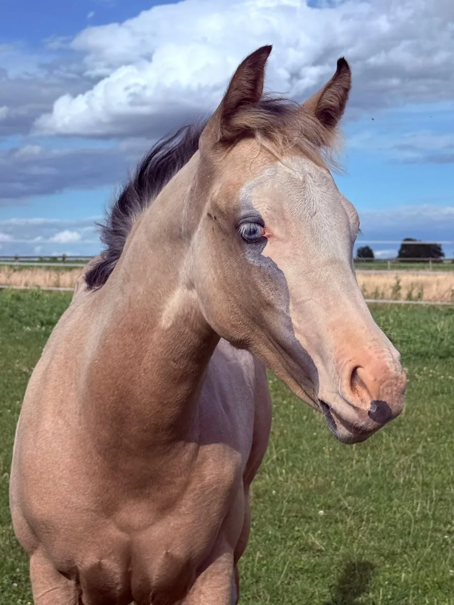 Filly by MAYTHEFORCEBEWHIZYOU  3