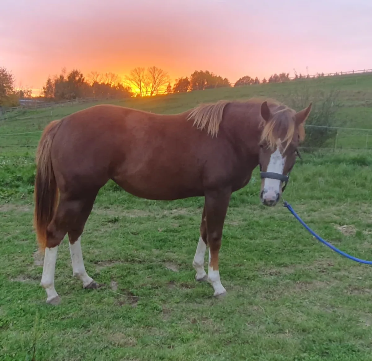 SOLD Smart Lil Ms Fiona 2023
