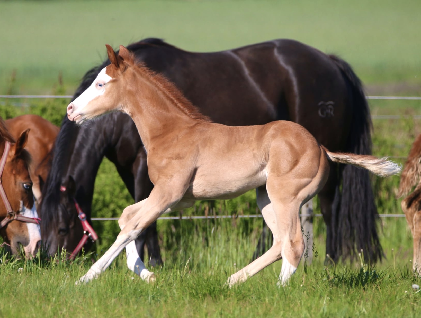 🩵Clooney 🩵AQHA Name pending