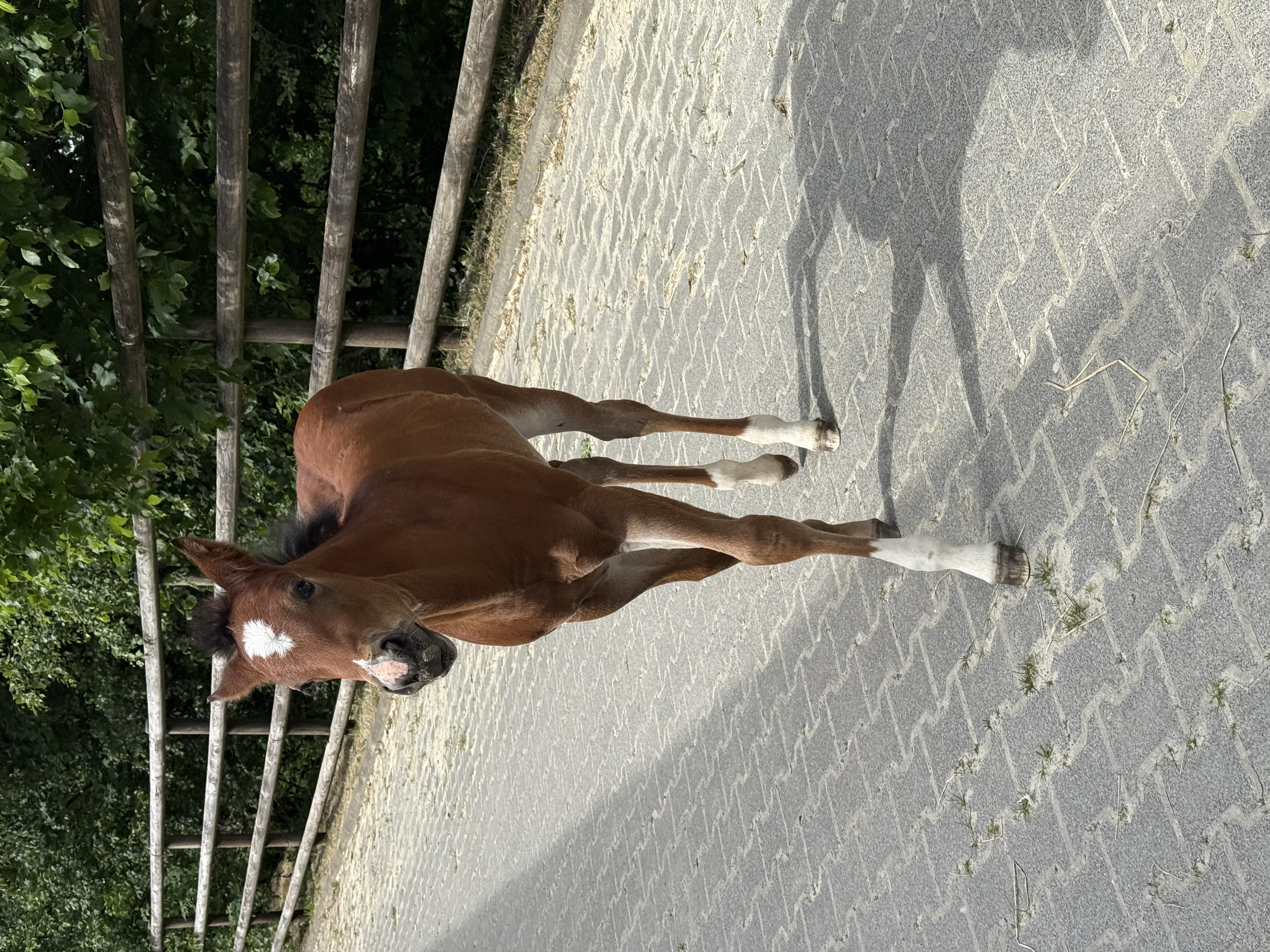 2 for 1 Venus Vintage with filly