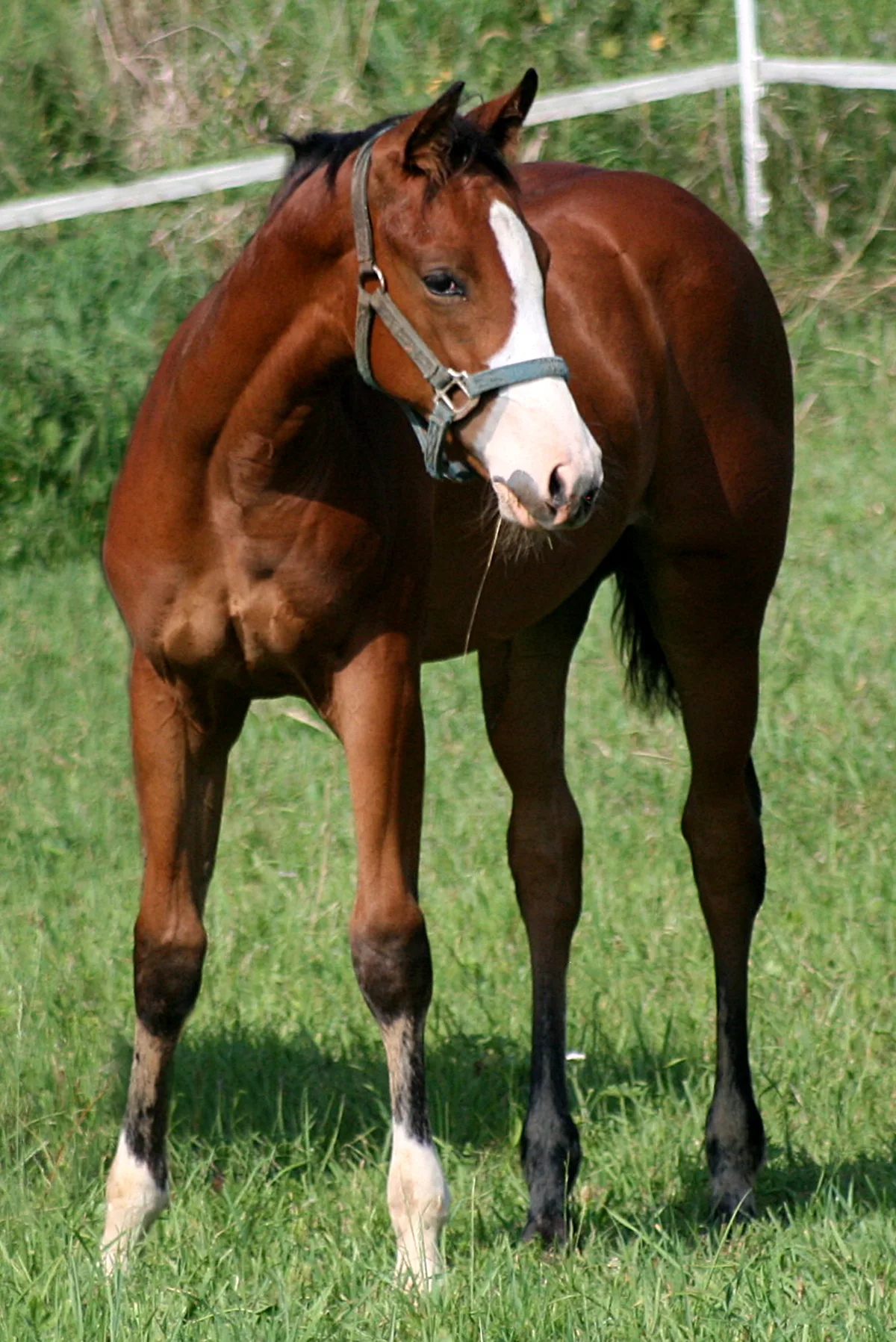 WHIZZABELLE