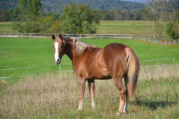 Gunnagetaglitter