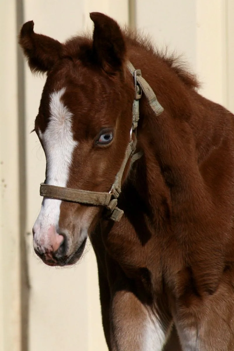 Colt 2026 by TRICKED OUT SPOOK x SMART SPOOK x CUSTOM CROME