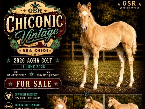 GSR Chiconic Vintage