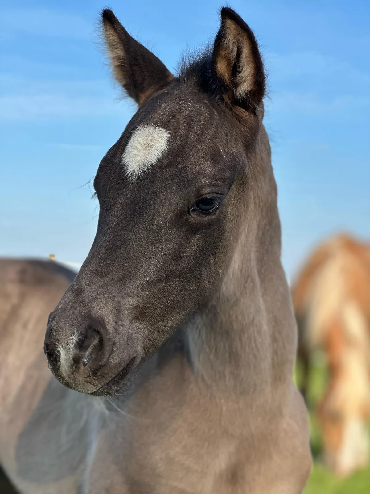 🔥2025 colt by GUNNER DUN IT AGAIN🔥