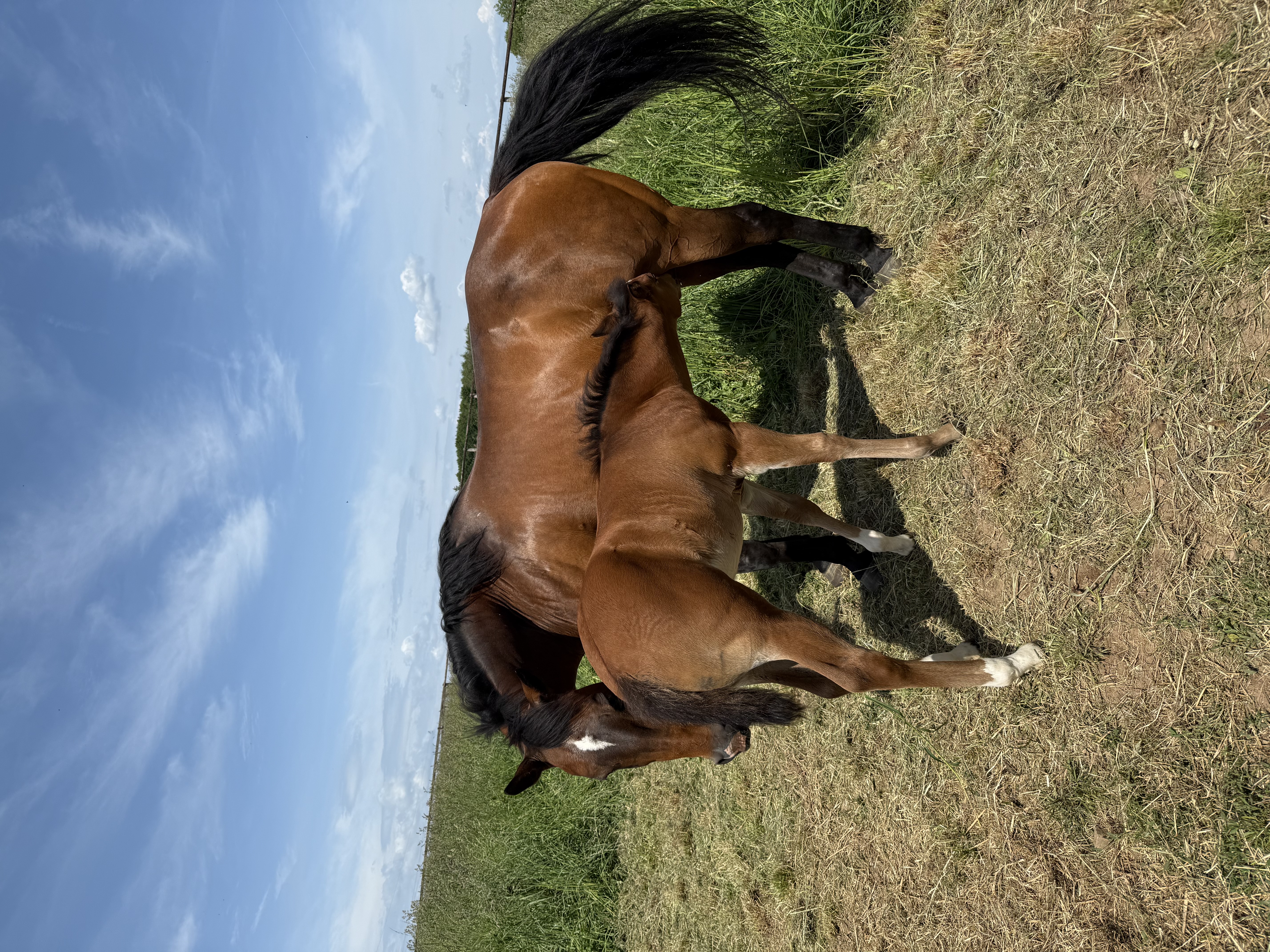 2 for 1 Venus Vintage with filly