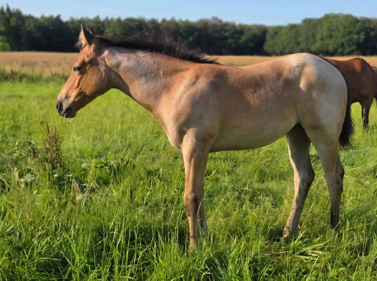 Saltys Ember June 2