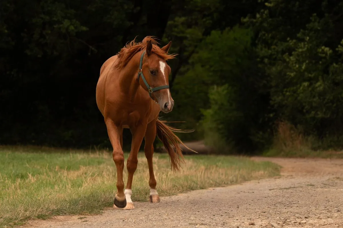 Mr Dual Diamond Dancer  3