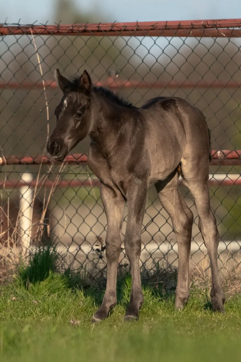 A Sparkling Vintage filly - name pending 5