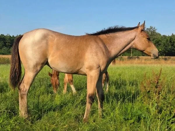 Saltys Ember June