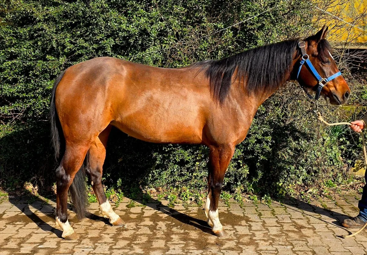Sure A Magic Cielo