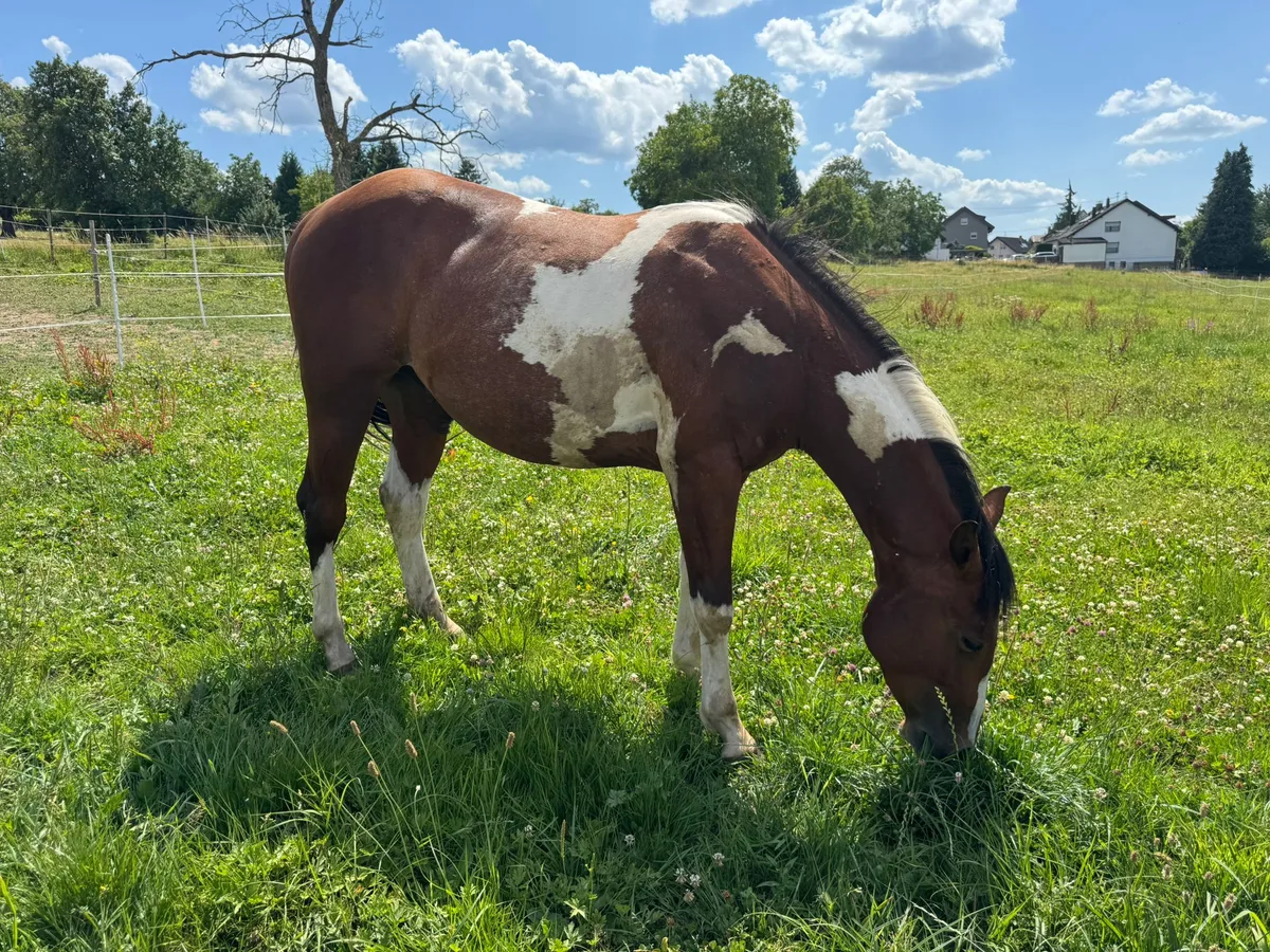 SW Monty Magic Moon