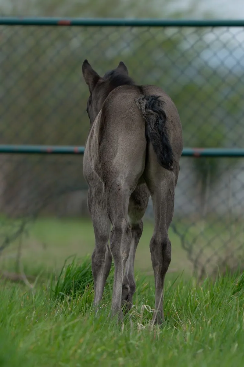 A Sparkling Vintage filly - name pending 3