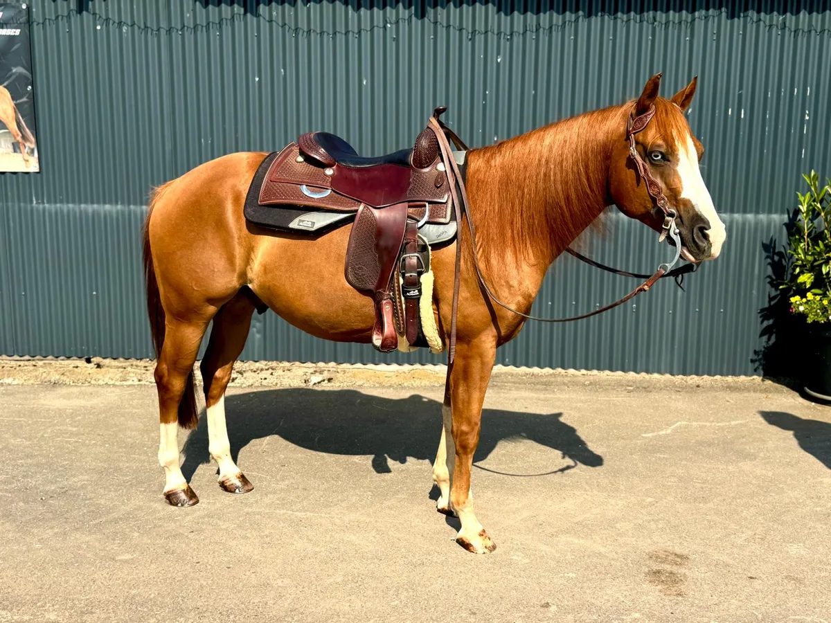 BH Bluefire 66