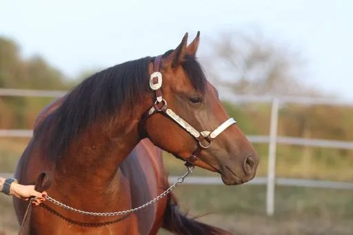 MS Honeymoon