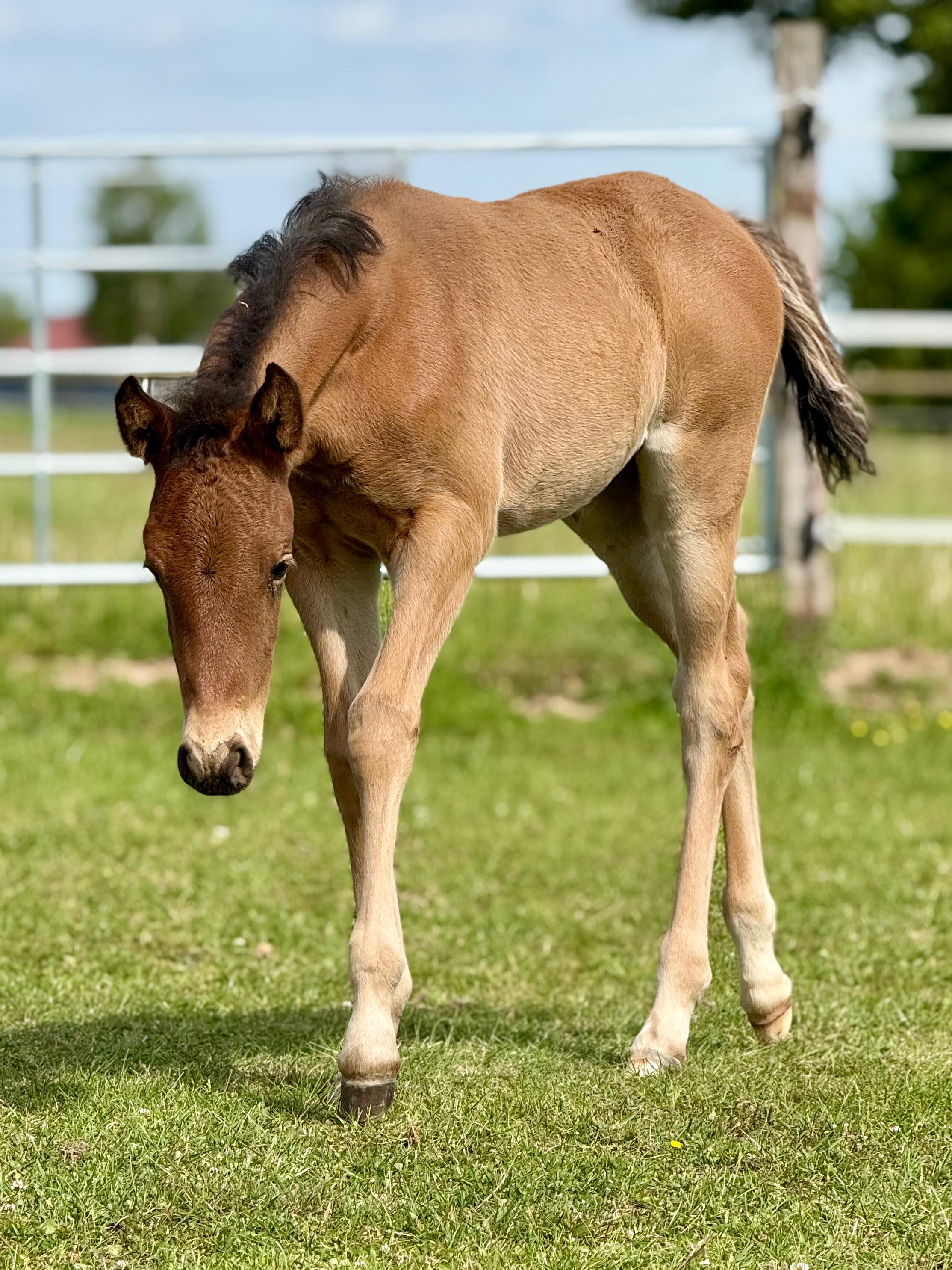 Filly by GUNNER DUN IT AGAIN