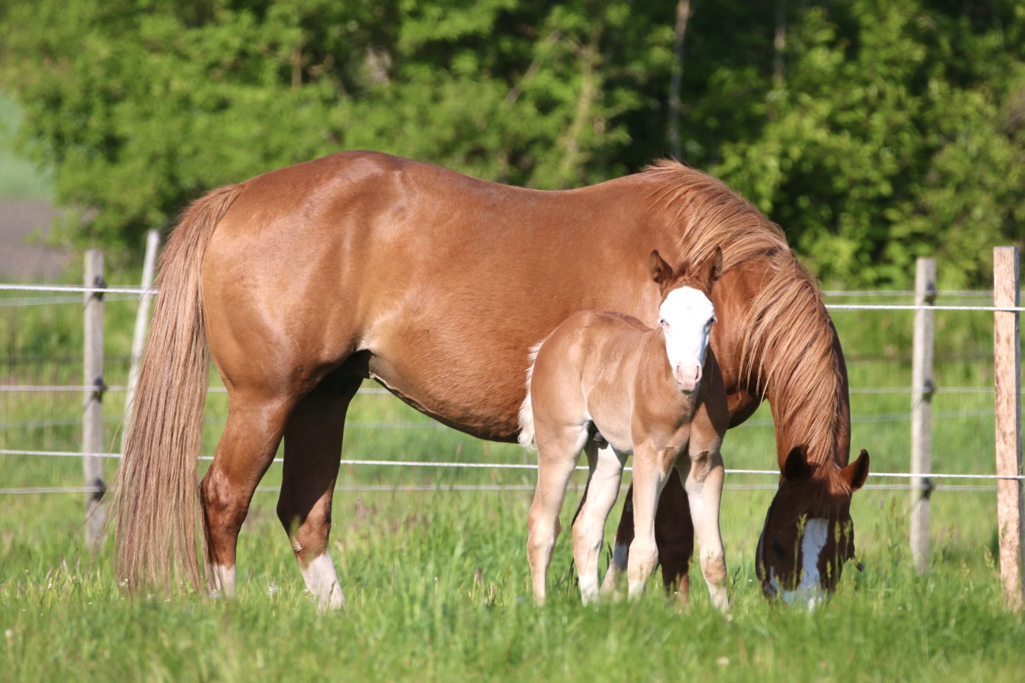 🩵Clooney 🩵AQHA Name pending