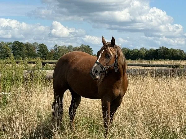 Quarter Horse Stute Walla Walla Whiz x Magnum Chic Dream