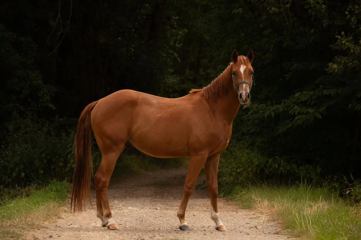 Mr Dual Diamond Dancer  2