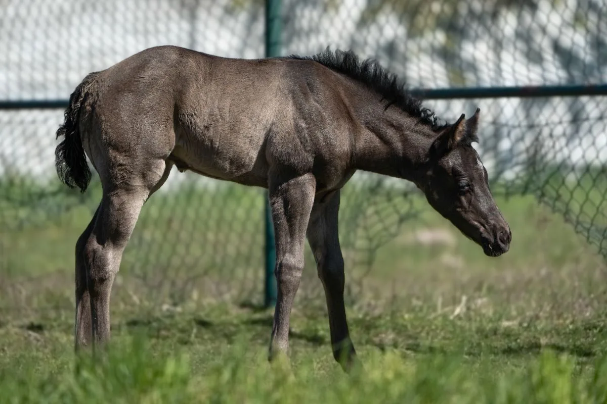 A Sparkling Vintage filly - name pending