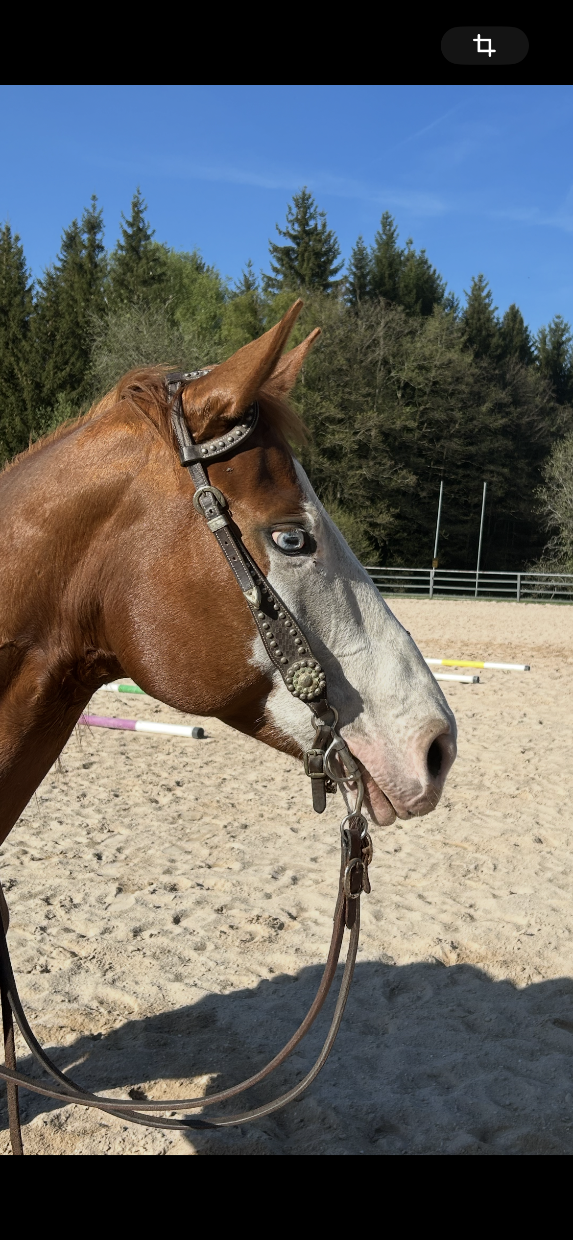 QH Stute