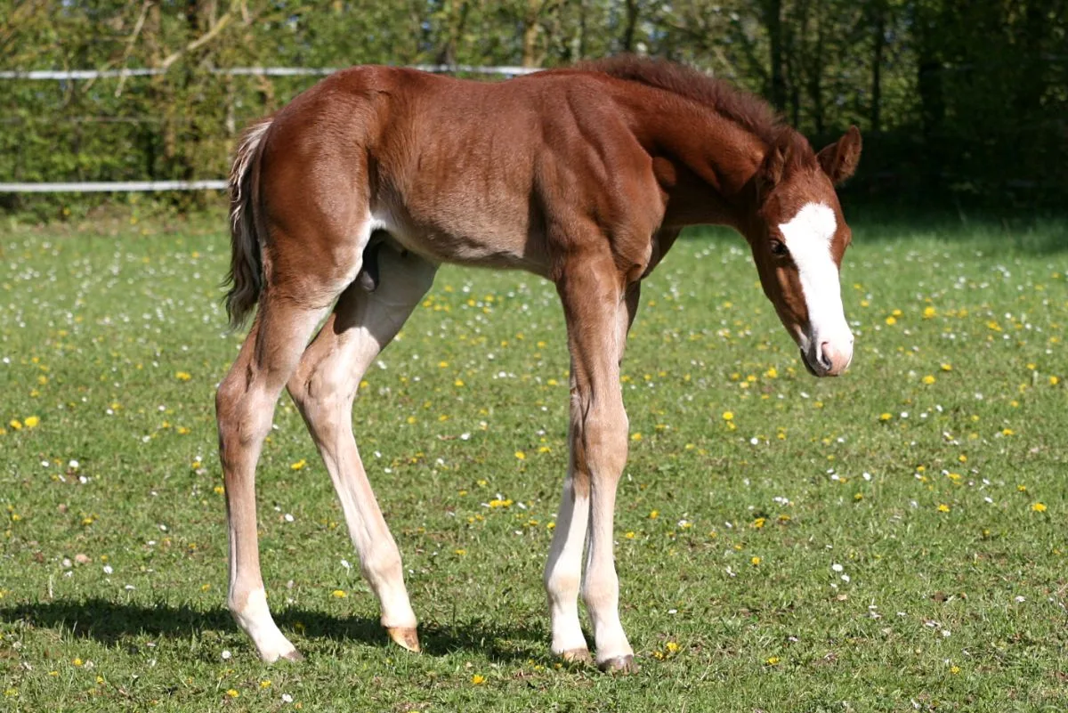 Colt 2026 by TRICKED OUT SPOOK x CUSTOM CROME