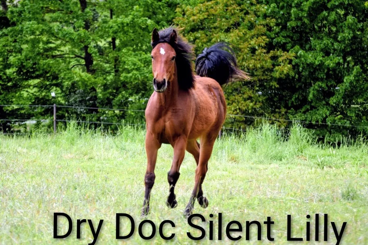 Dry Doc Silent Lilly 