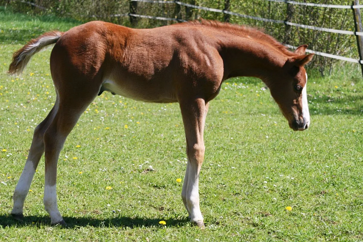 Colt 2026 by TRICKED OUT SPOOK x SMART SPOOK x CUSTOM CROME