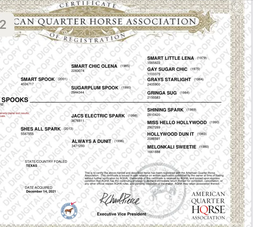 High Quality Quarter Horse Mare by Smart Spook