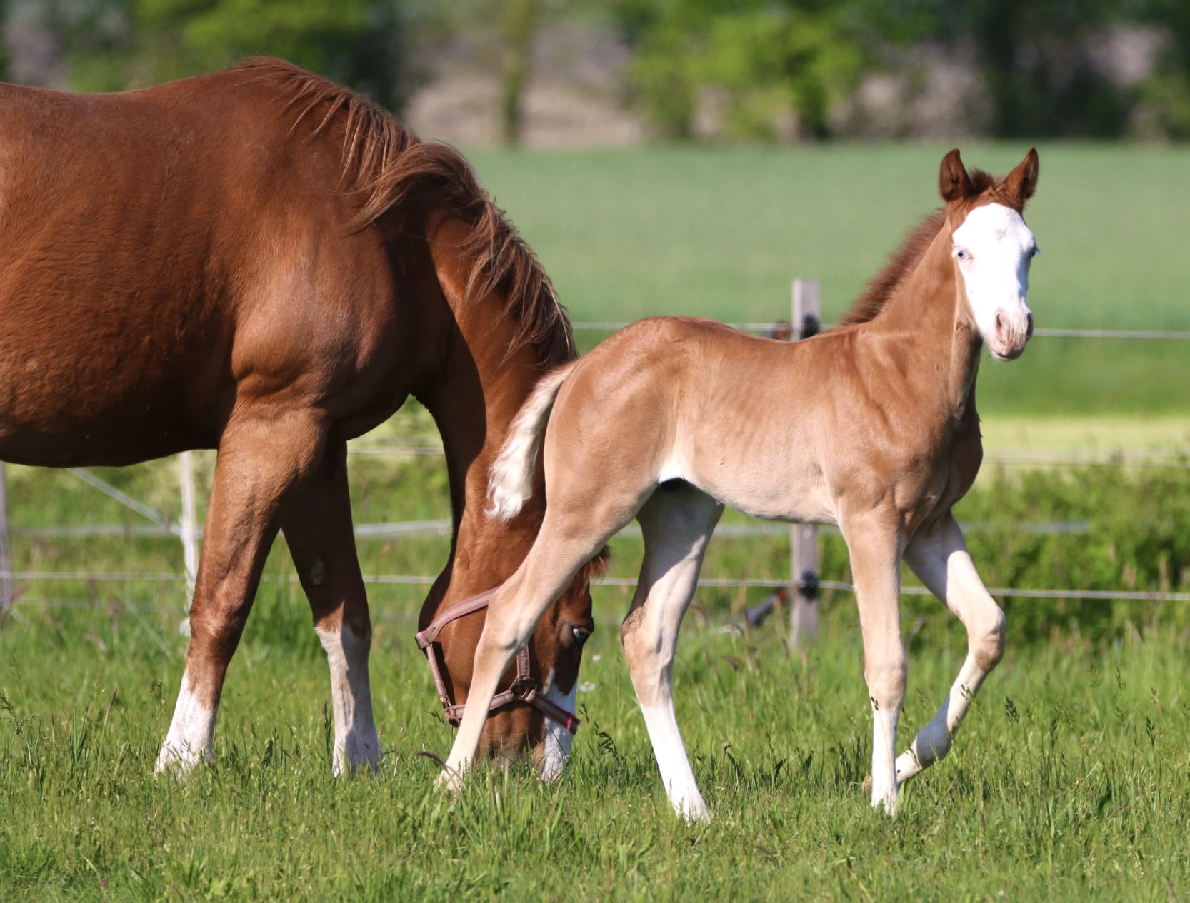 🩵Clooney 🩵AQHA Name pending