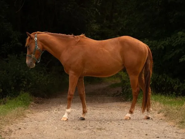 Mr Dual Diamond Dancer 