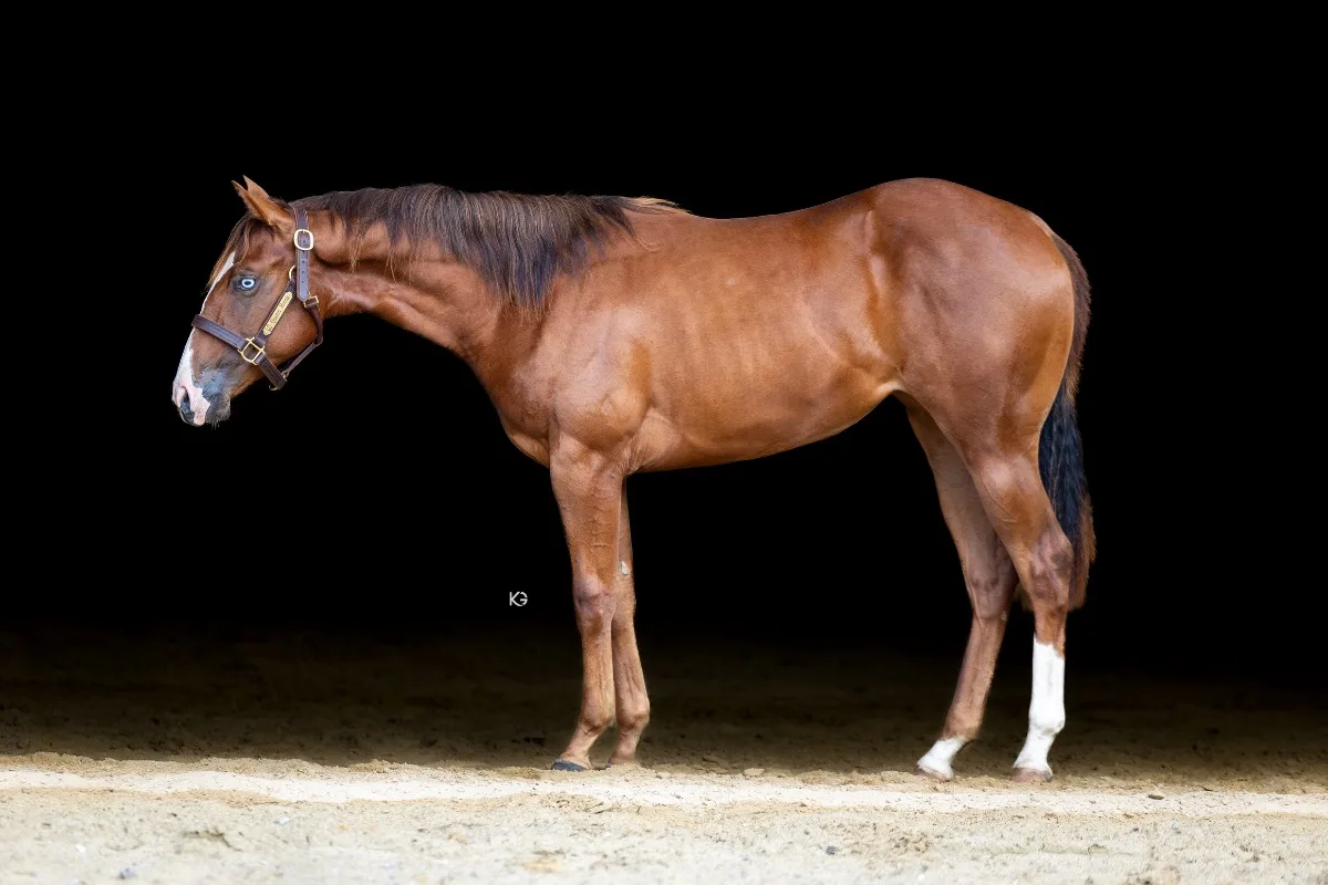 2YO QH Stute - Reining Prospect