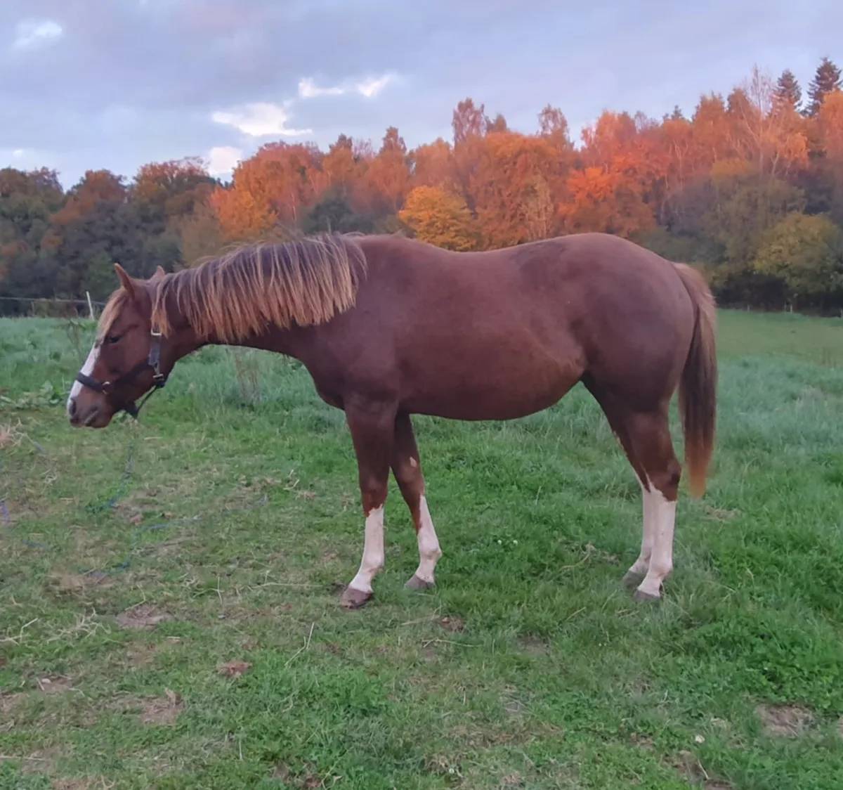 SOLD Smart Lil Ms Fiona 2023