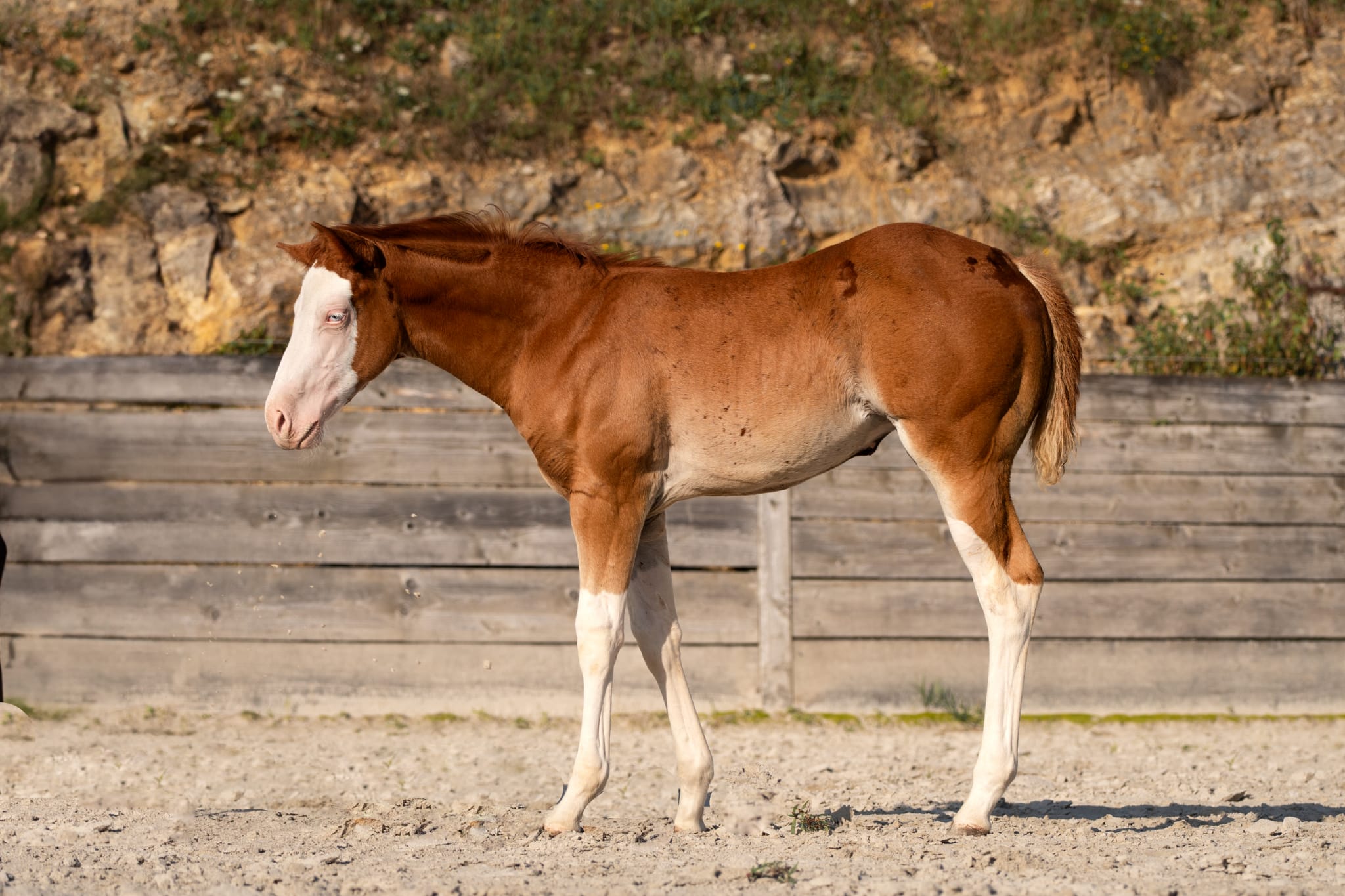 2025 splash filly