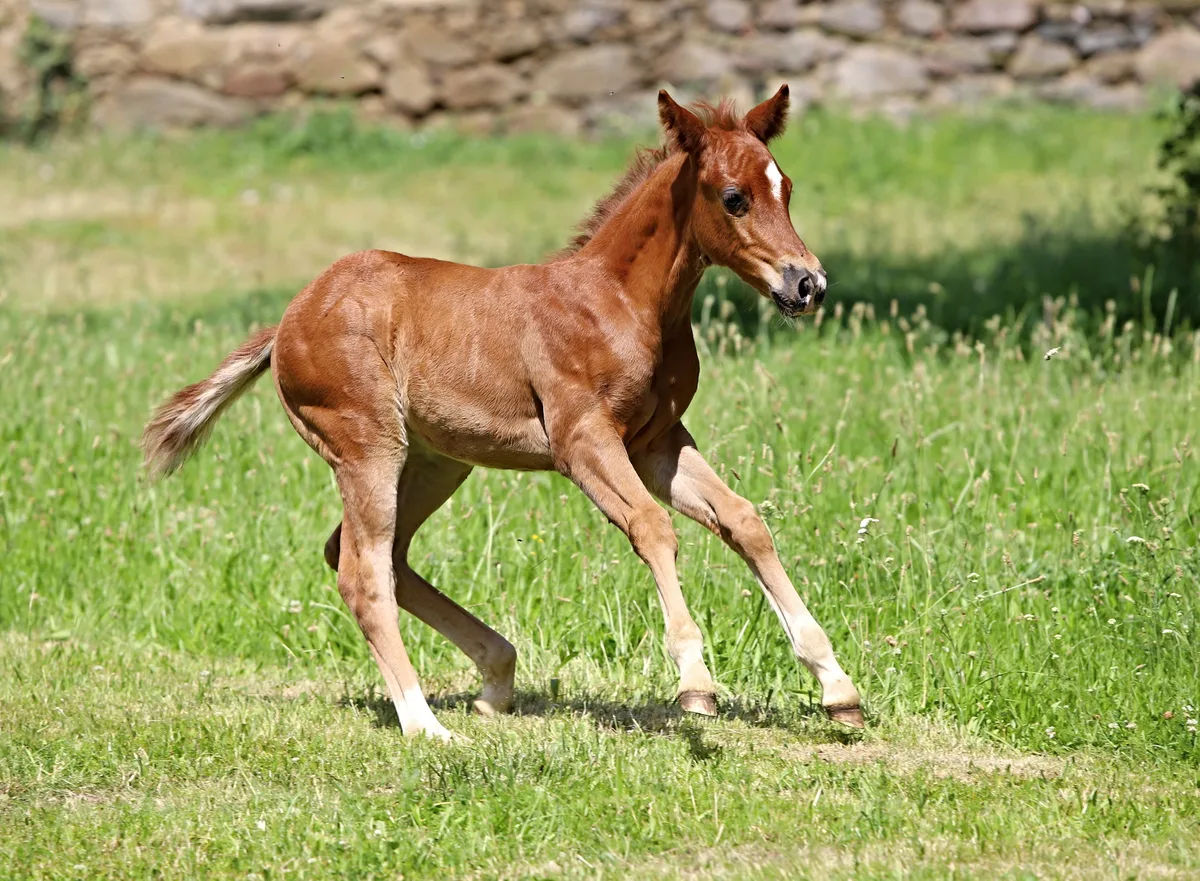 Mirabella
