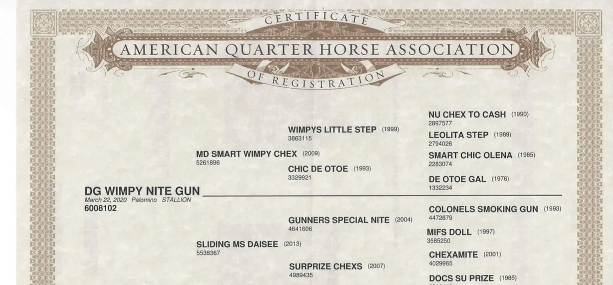 DG WIMPY NITE GUN