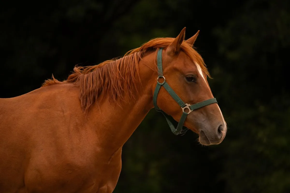 Mr Dual Diamond Dancer  4