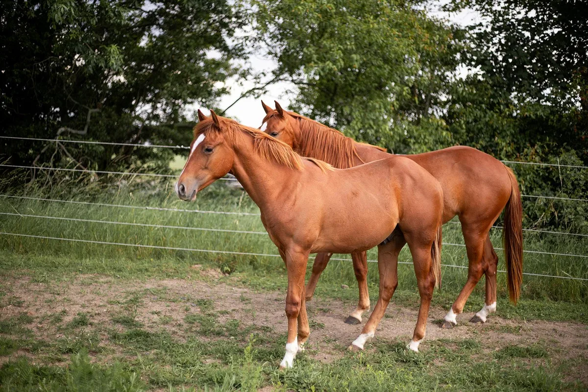 Mr Dual Diamond Dancer