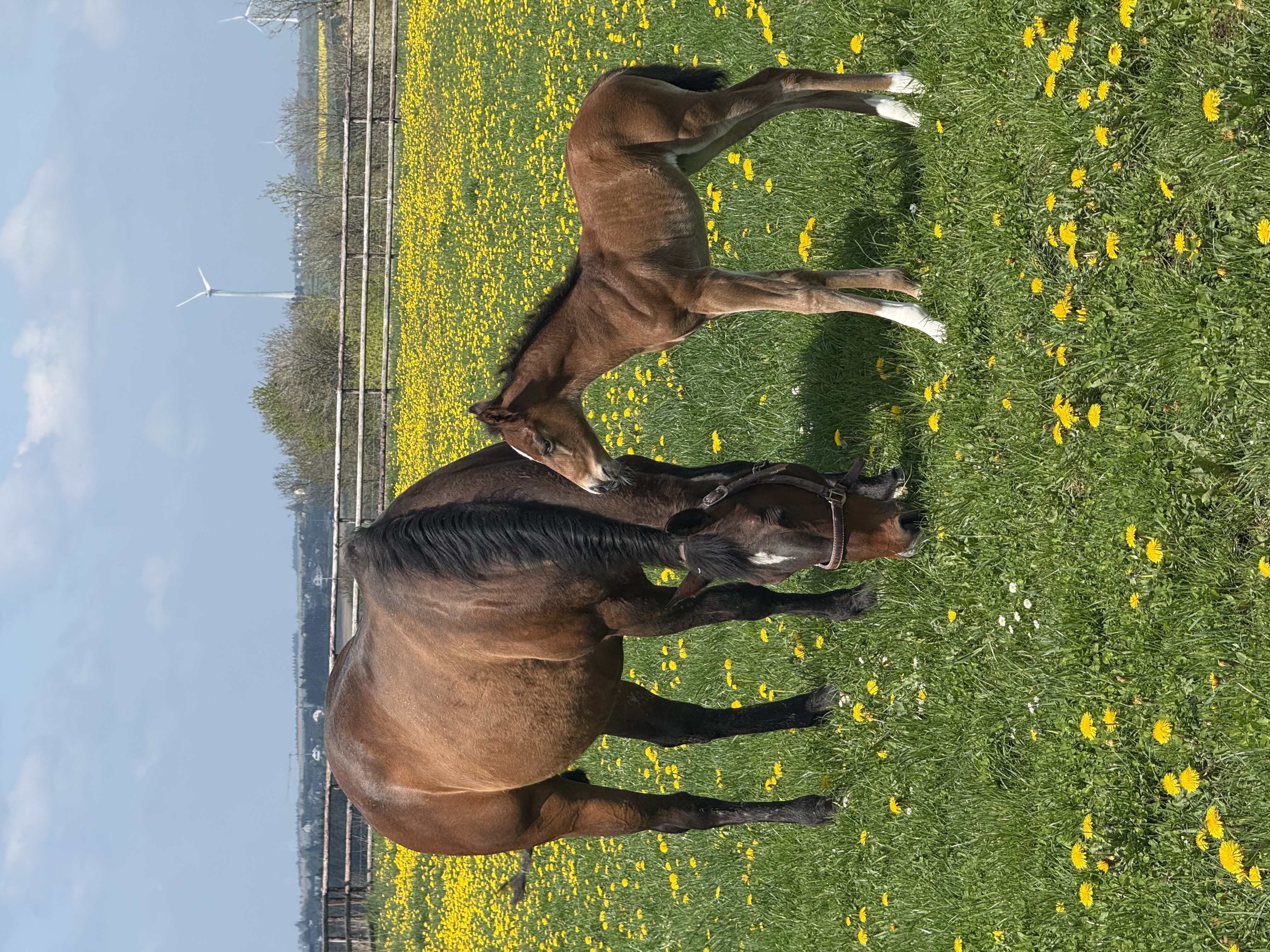 2 for 1 Venus Vintage with filly