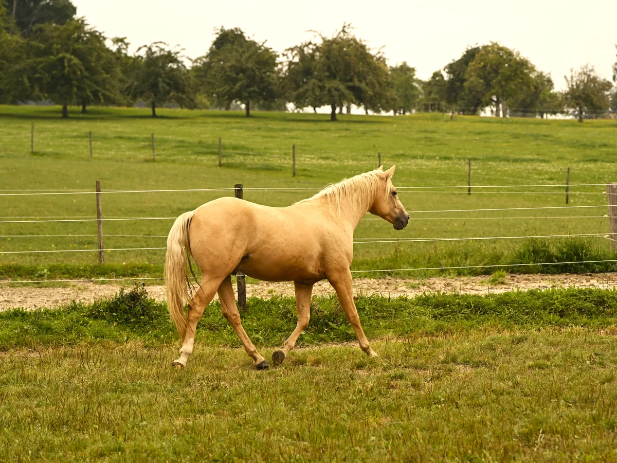 WOODYSVISIONOFASTAR aka CASPER (HOLLYWOOD DUN IT Enkel)