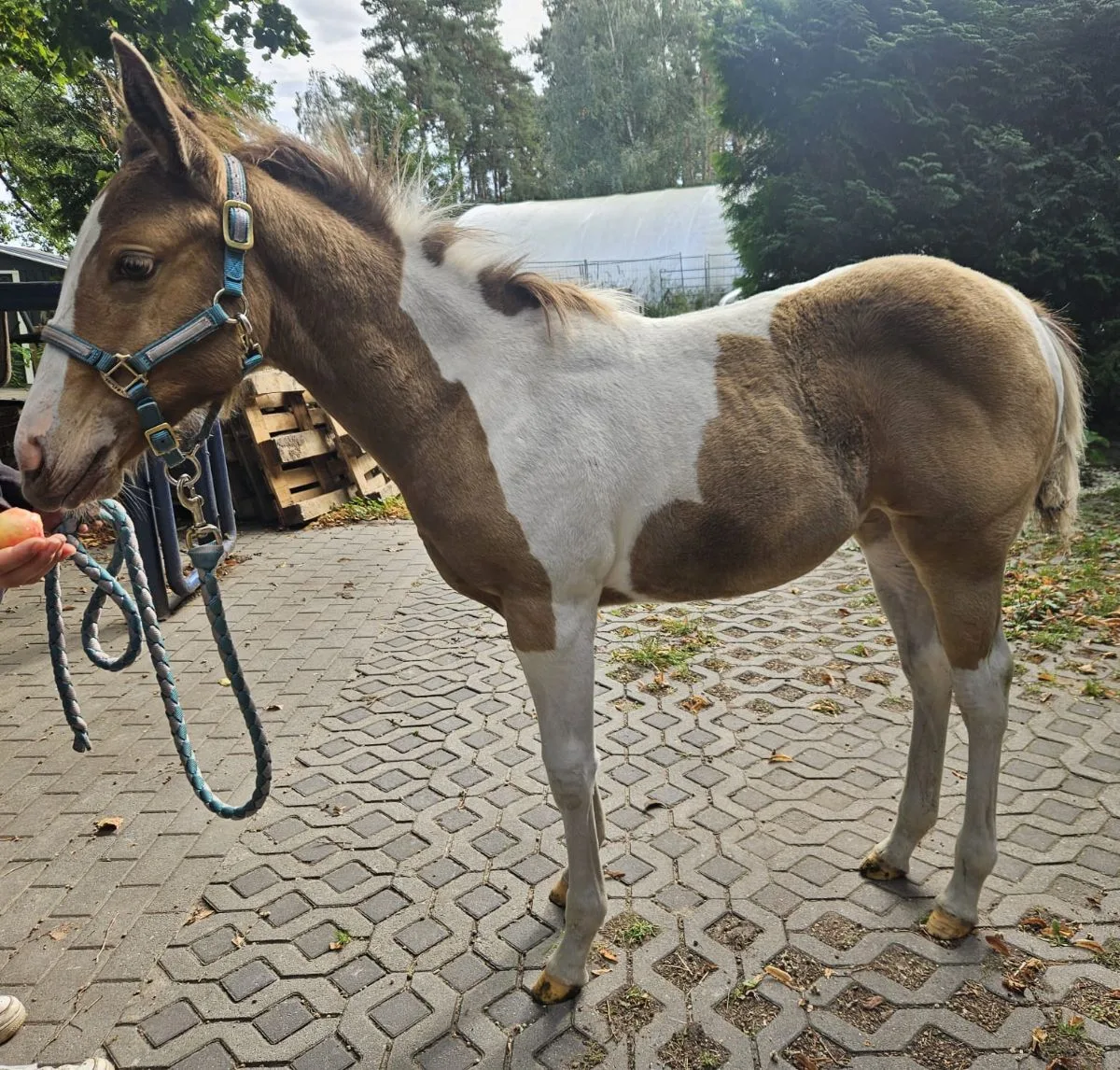 LE Summerbreeze Elise