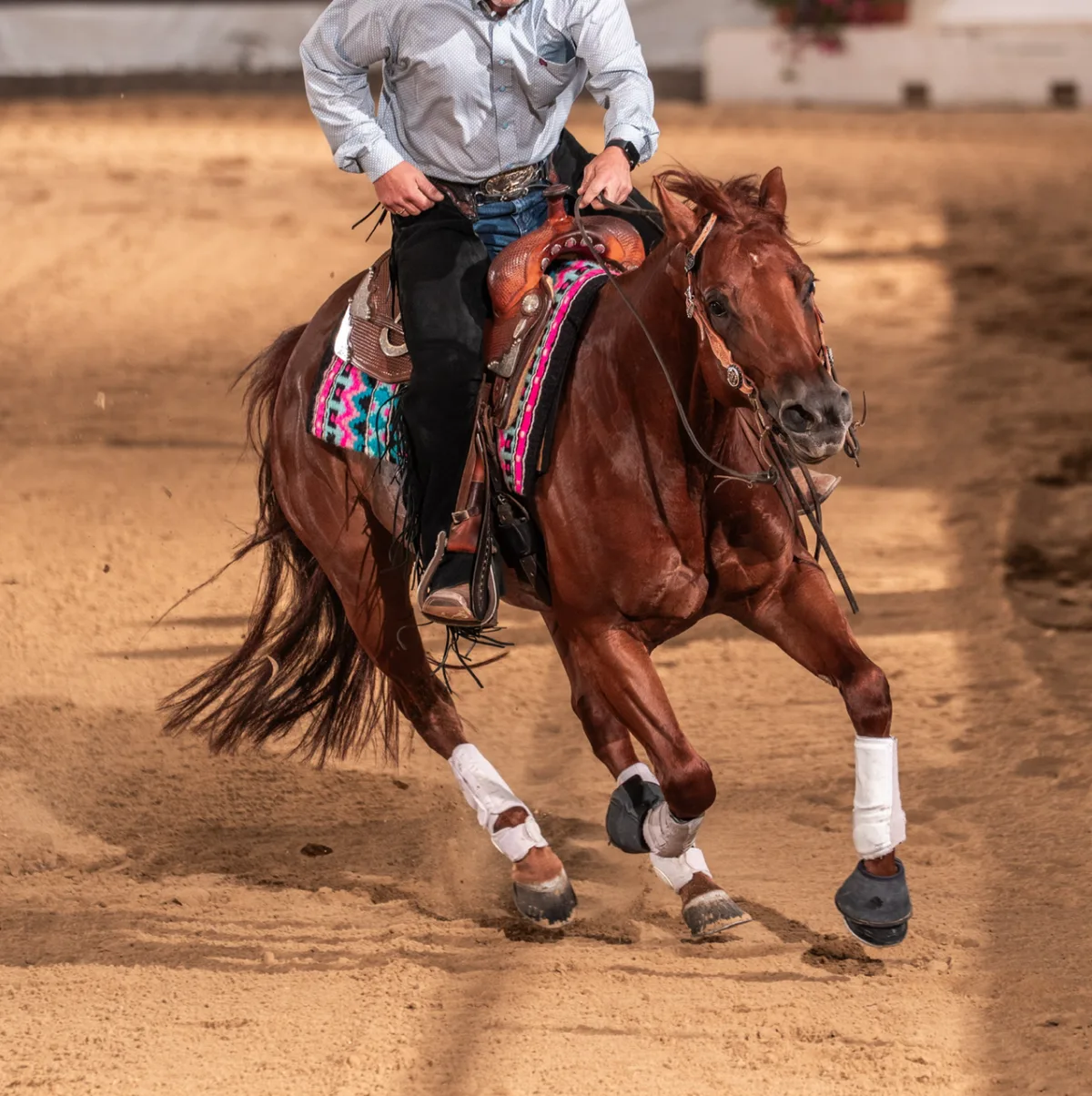 High Quality Quarter Horse Mare by Smart Spook