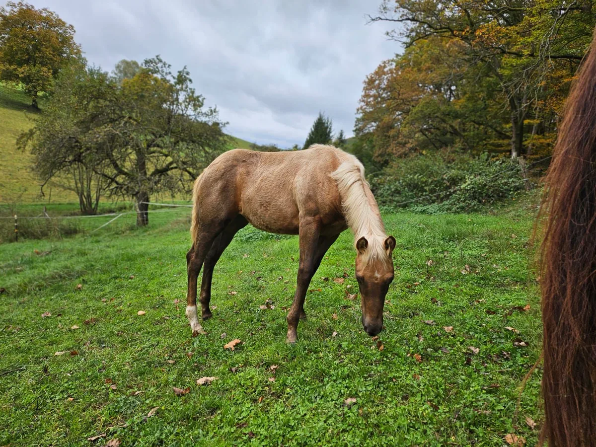 Holly