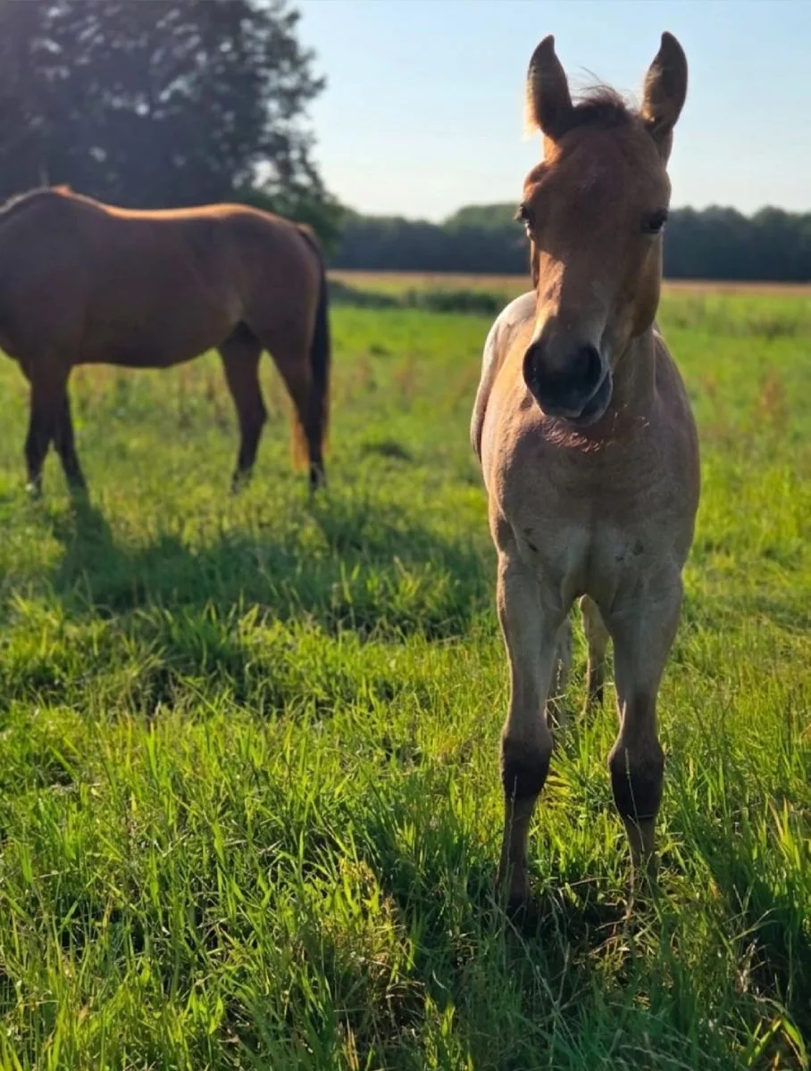 Saltys Ember June 5