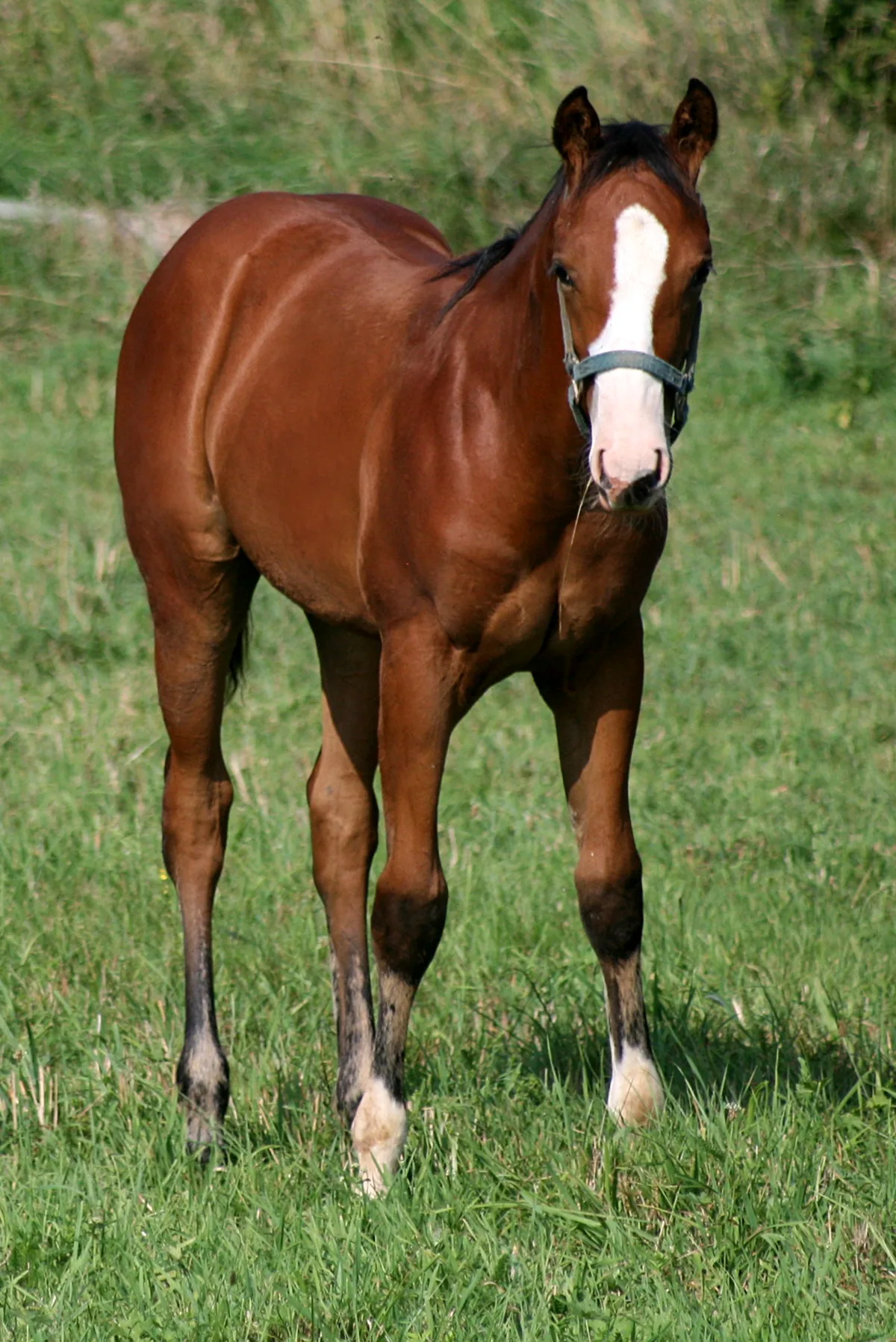 WHIZZABELLE