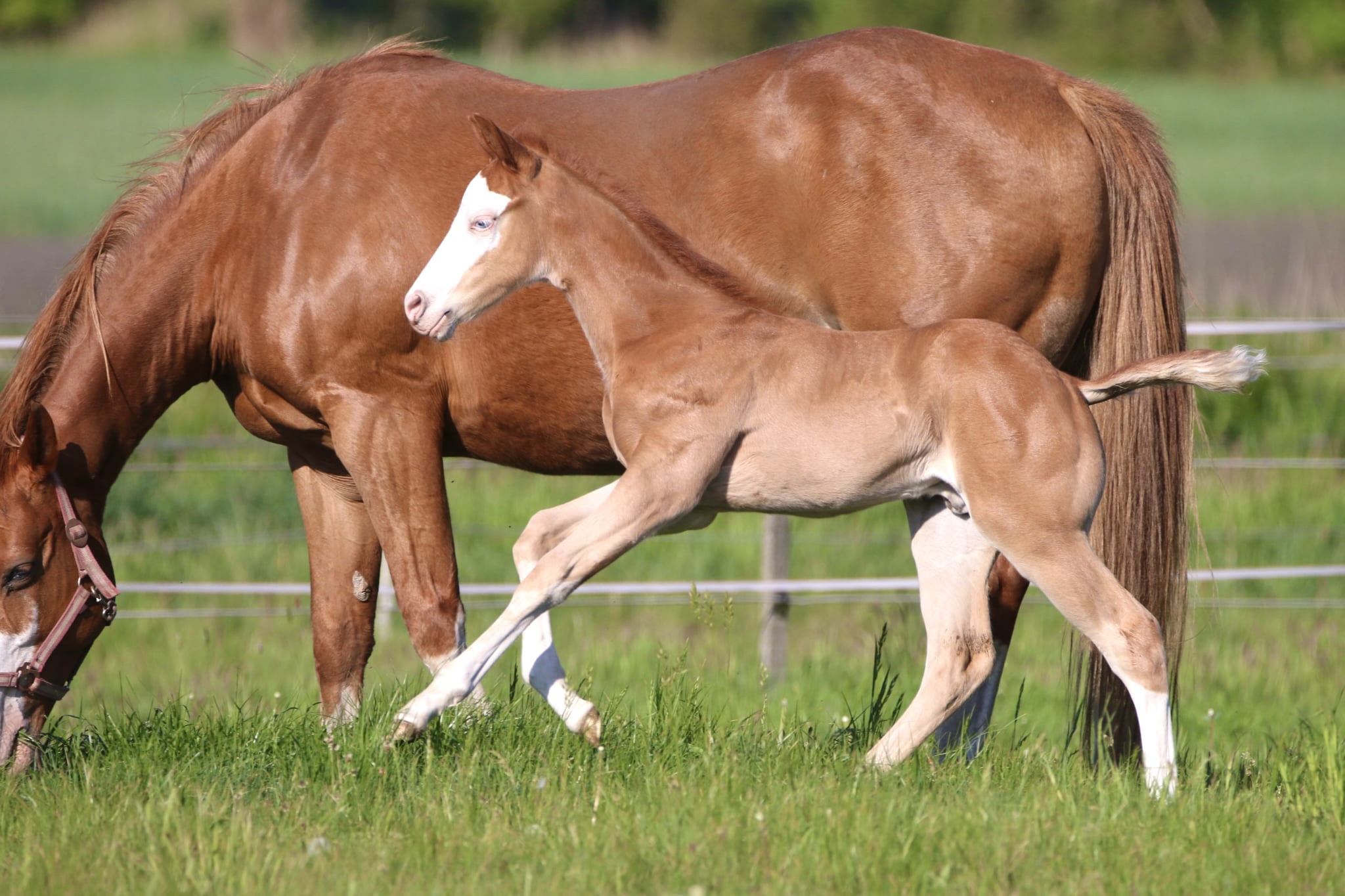 🩵Clooney 🩵AQHA Name pending
