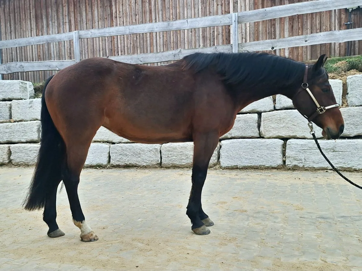 AB Sugar Flip Olena