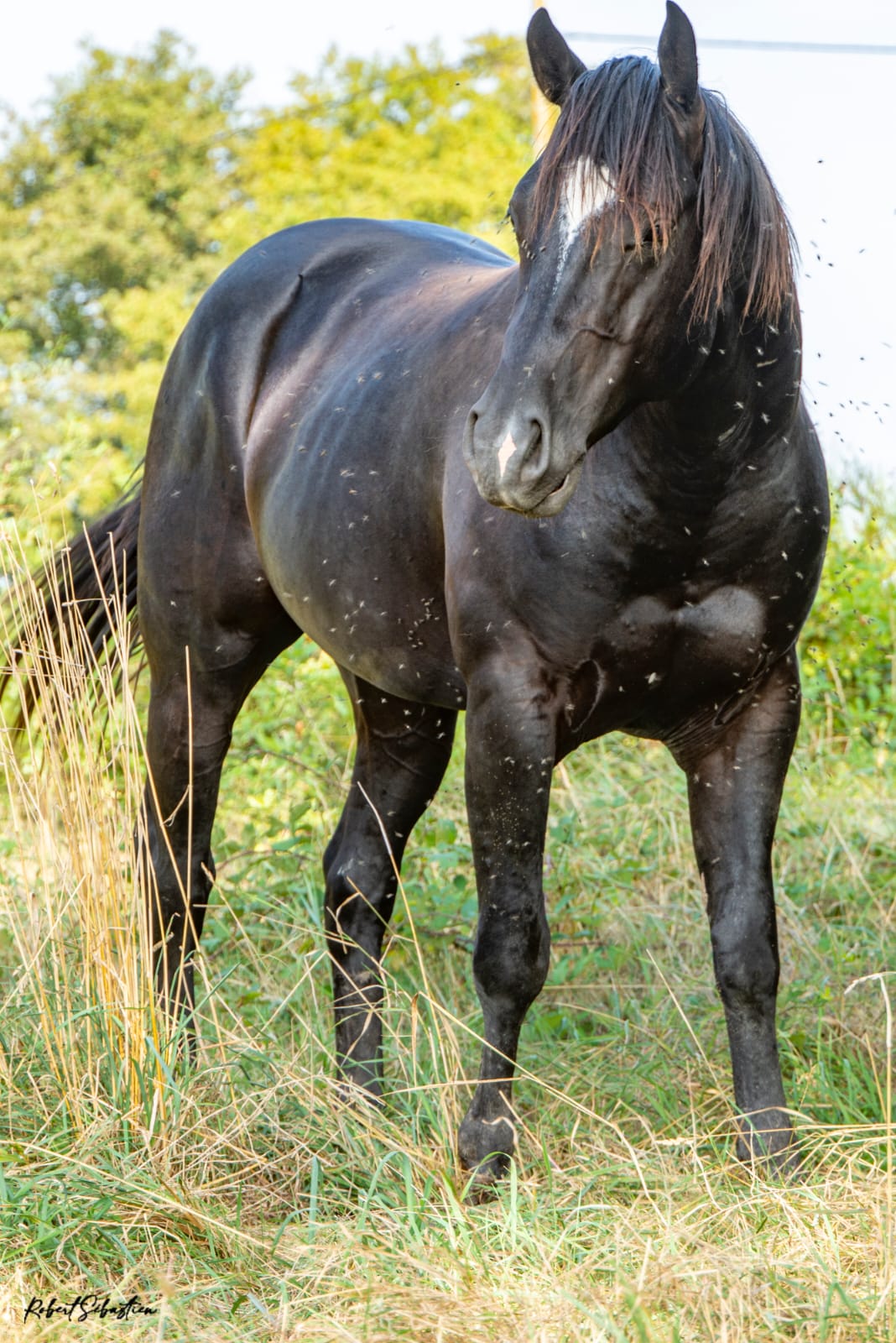S'Whiz Ranch Image 2