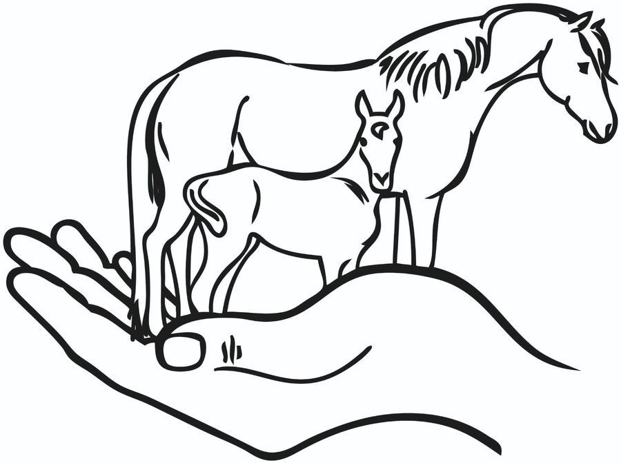 TJ Quarter Horses Logo