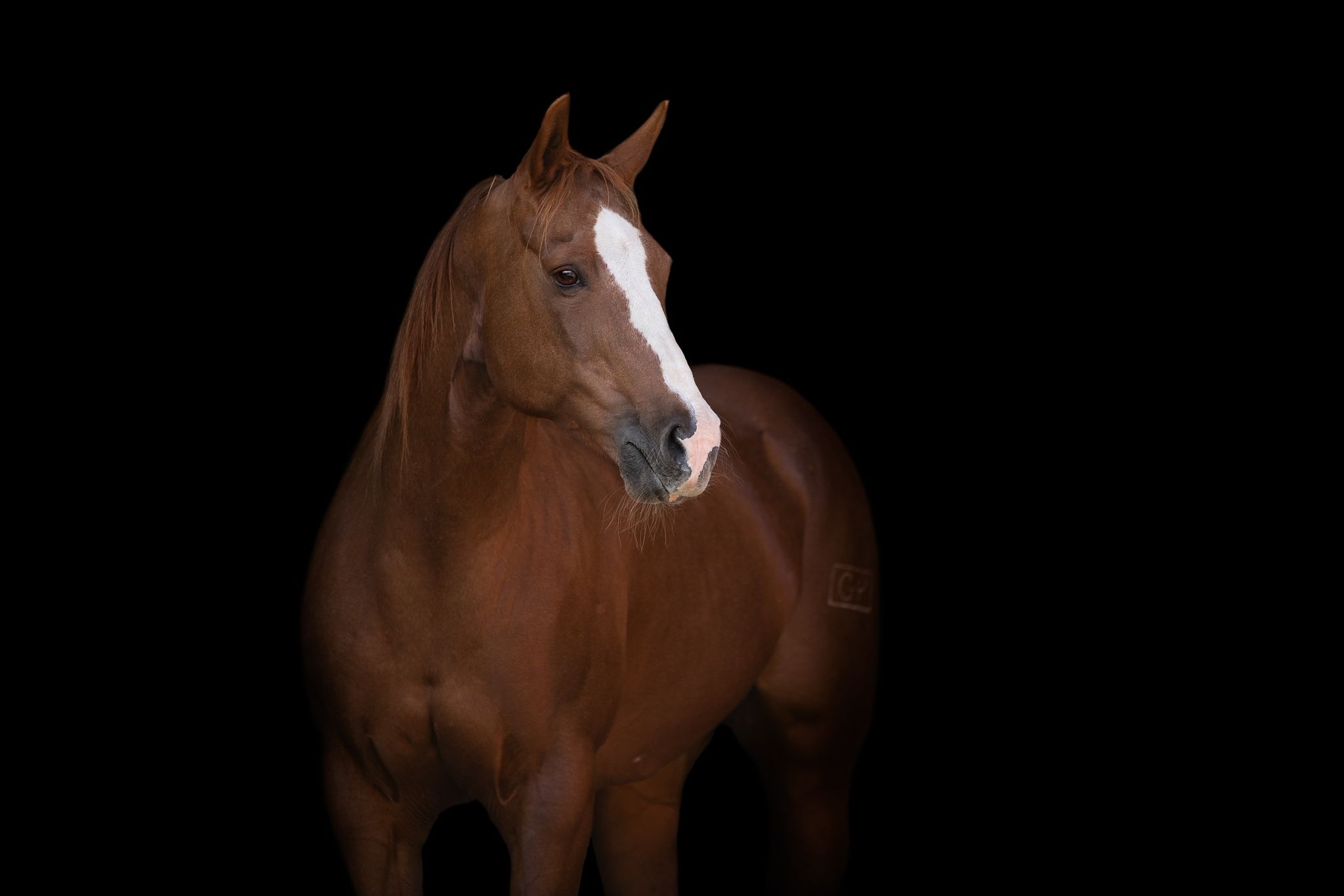 OK Farm Reiners Image 11